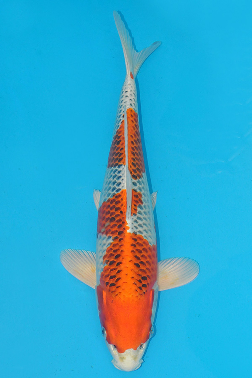 Juara 1