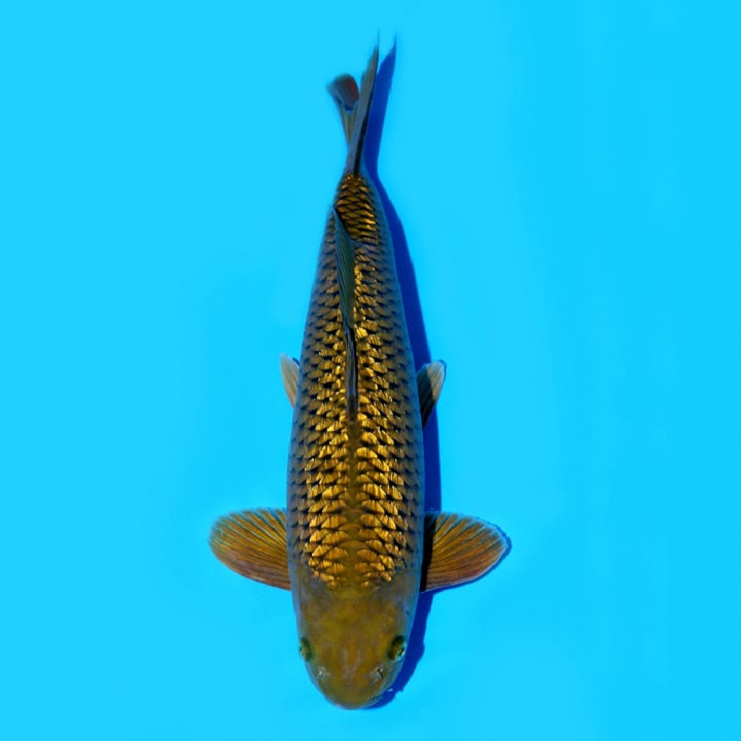 Juara 5