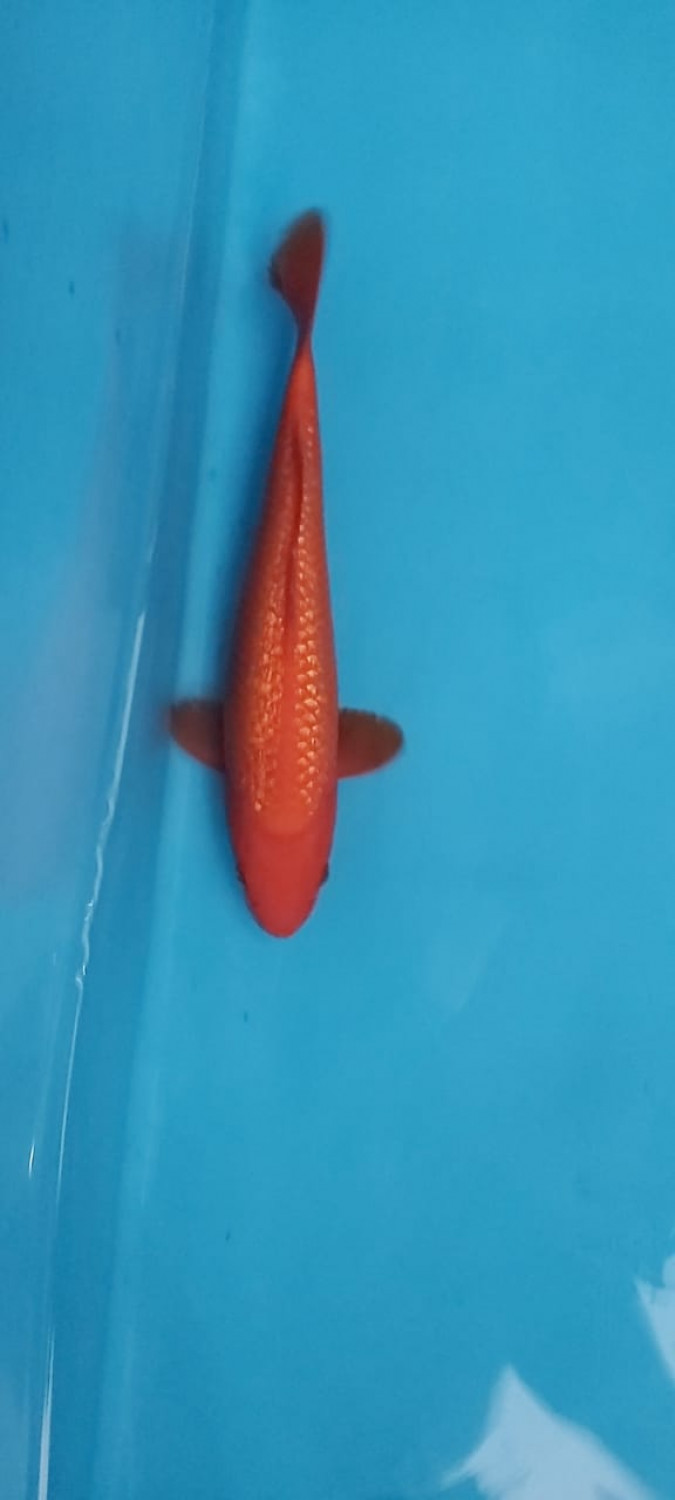 Best In Size E 26 - 30 cm