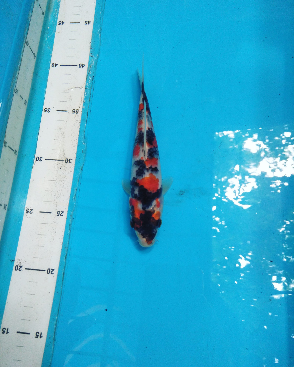 Juara 5