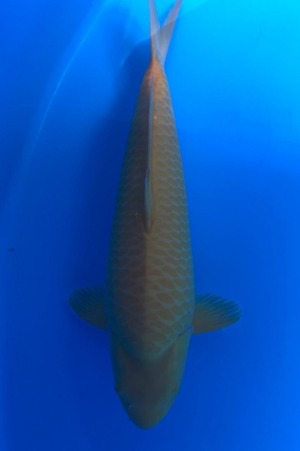 Best In Size E 36-40 Cm
