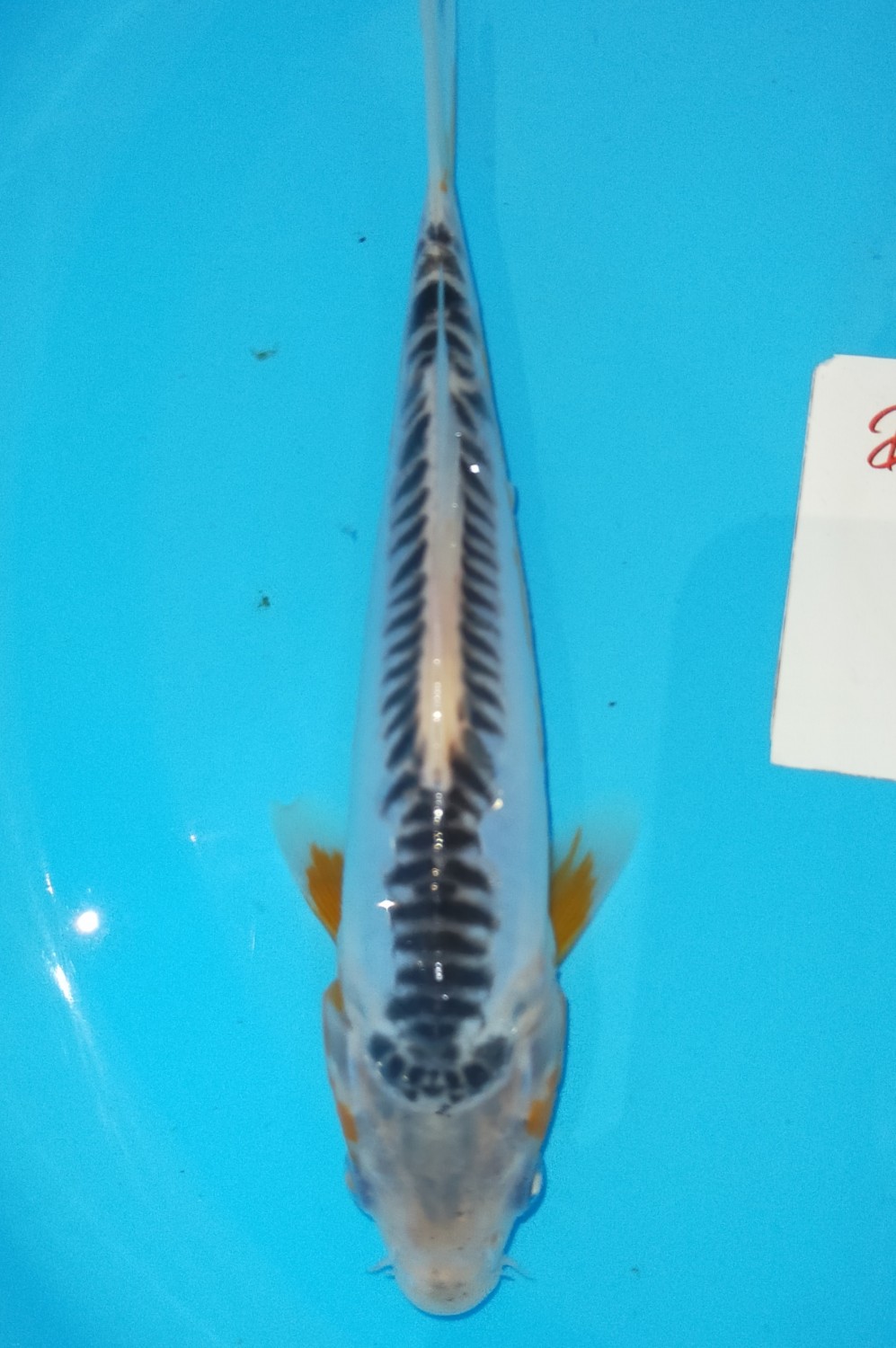 Juara 2