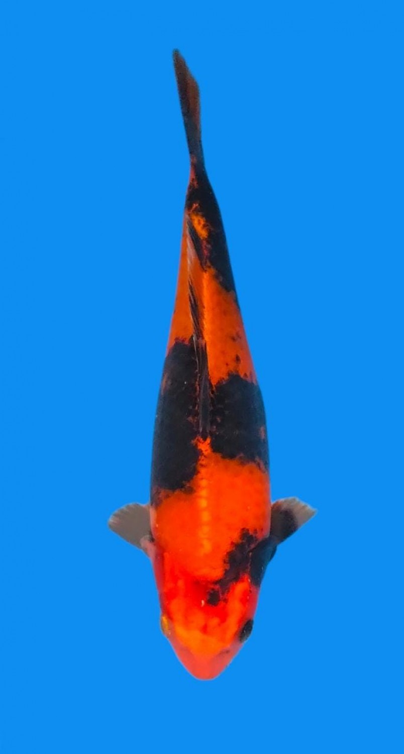 Juara 5