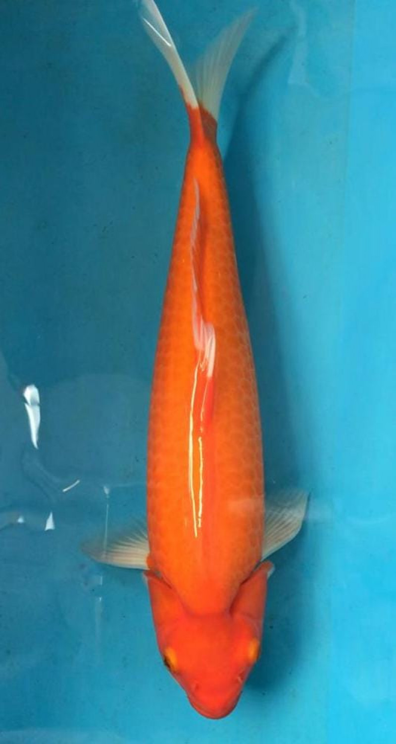Juara 3