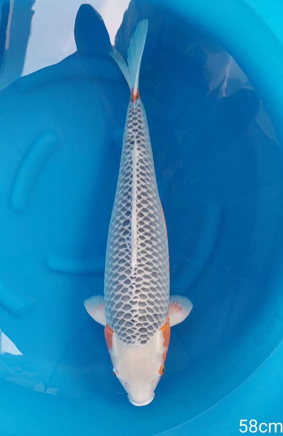 Juara 1