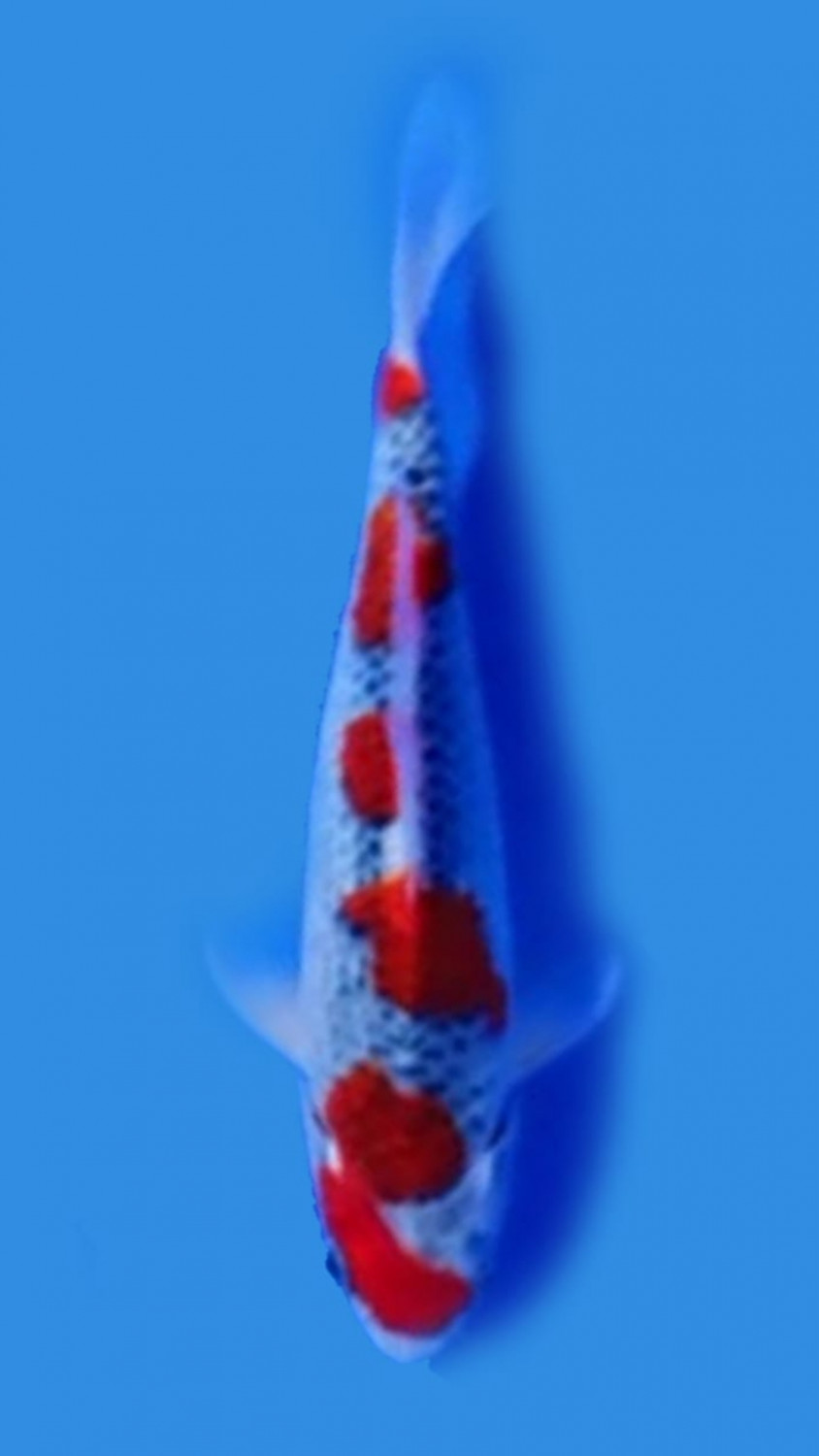 Juara 3