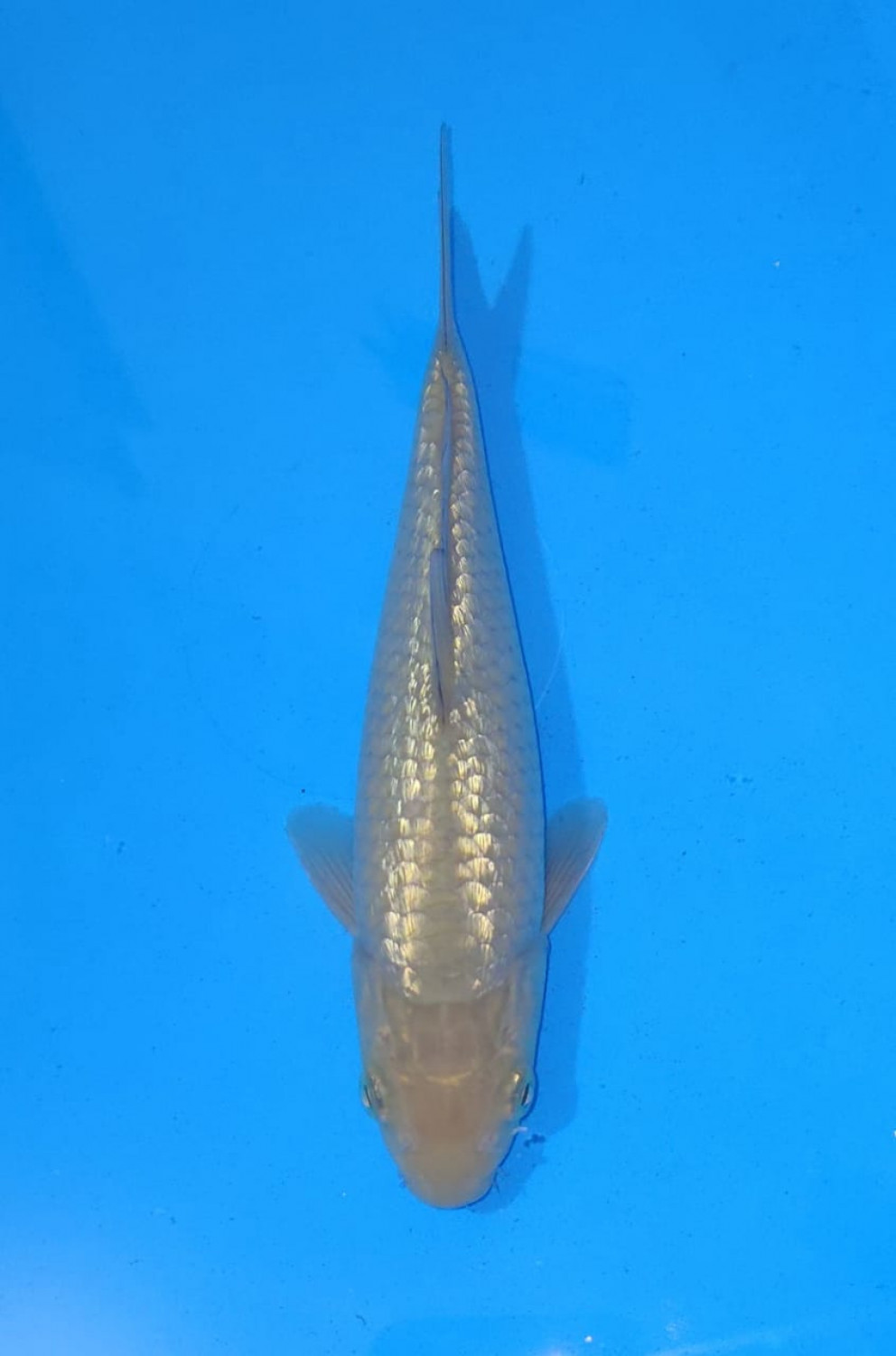 Juara 1