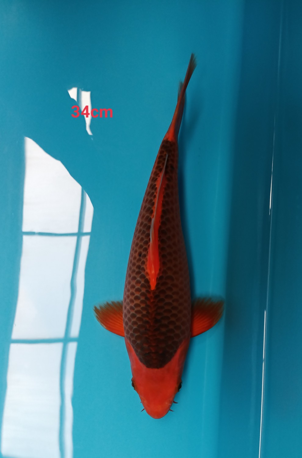 Juara 1