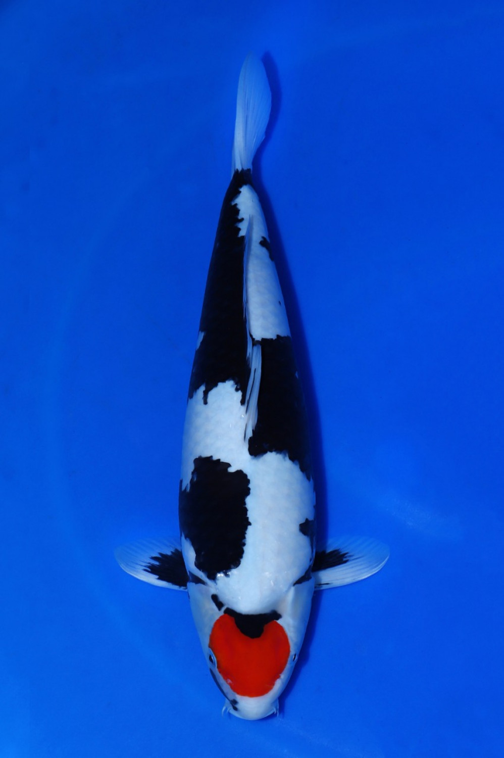 Best In Size C 46 - 50 cm