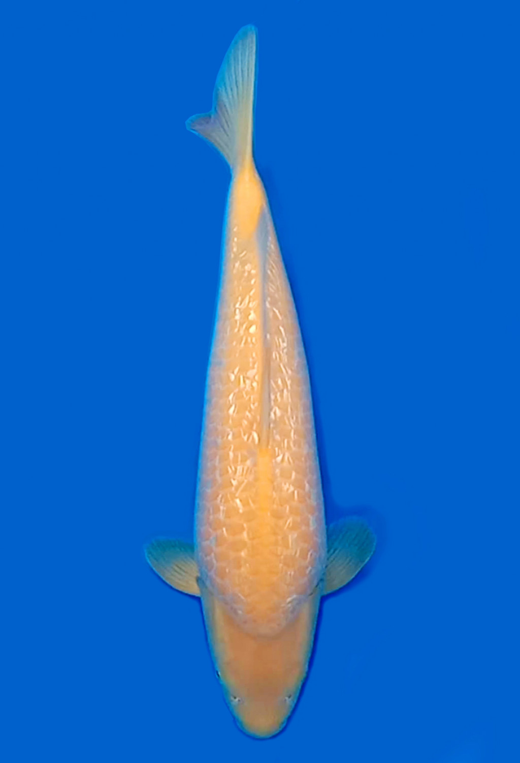Juara 2