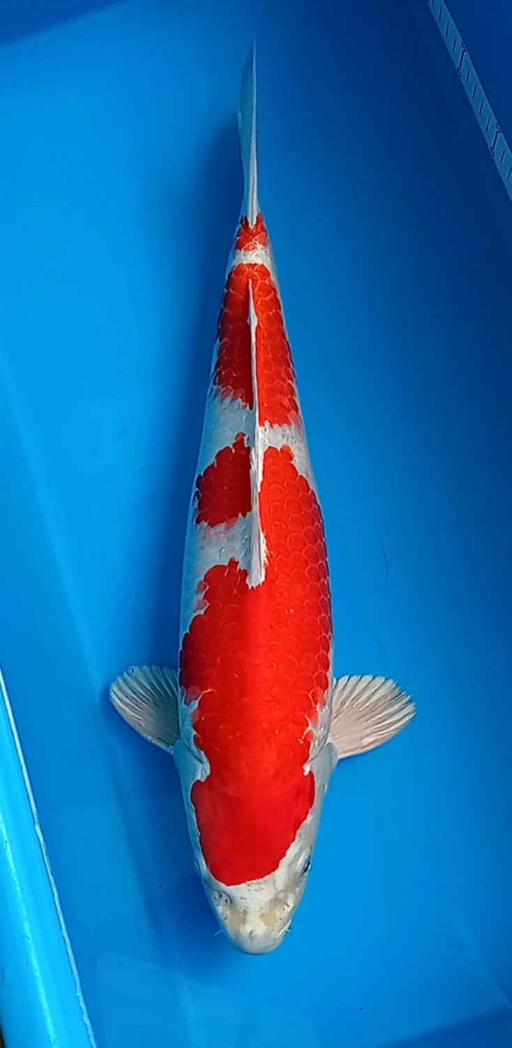 Juara 3