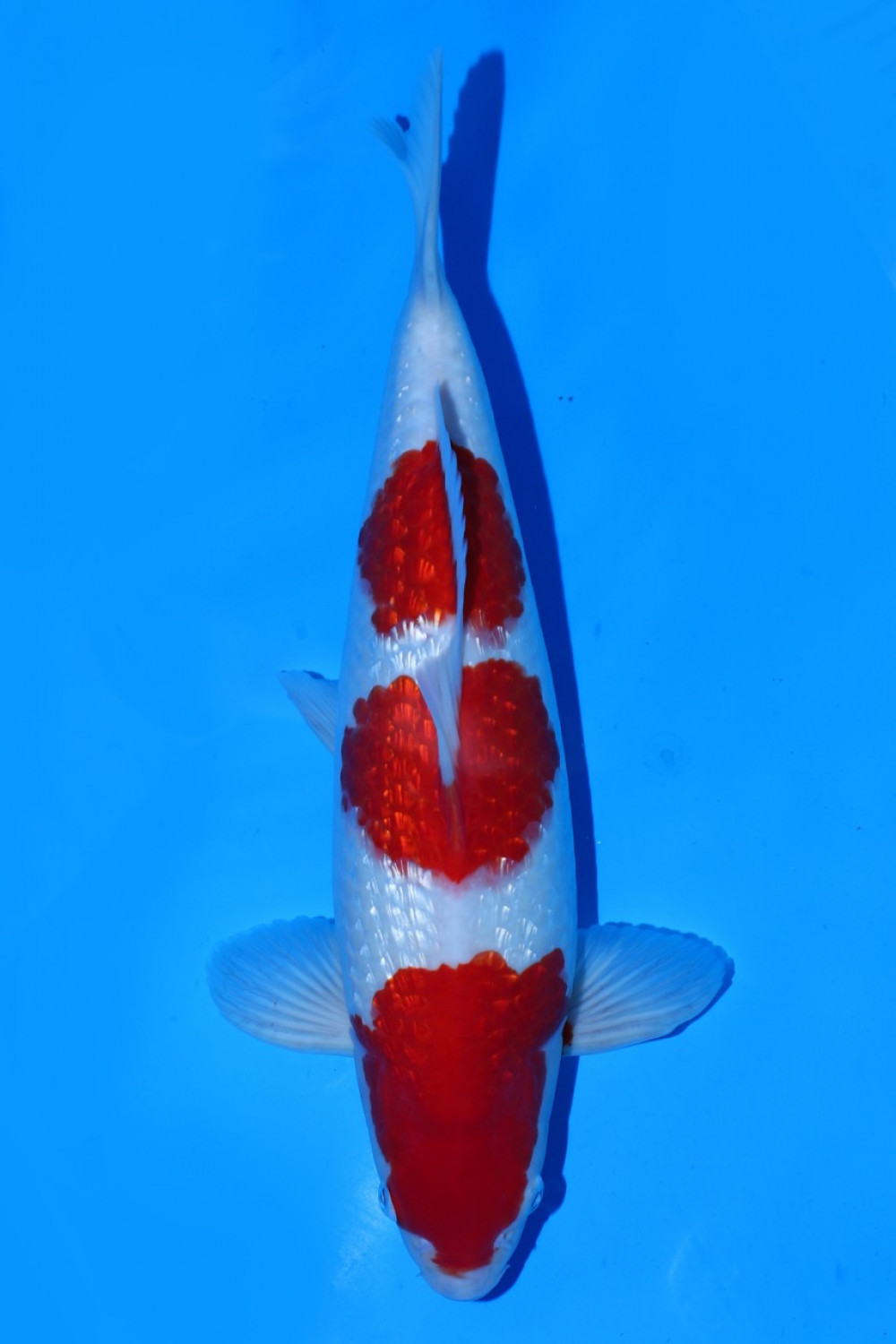 Juara 1