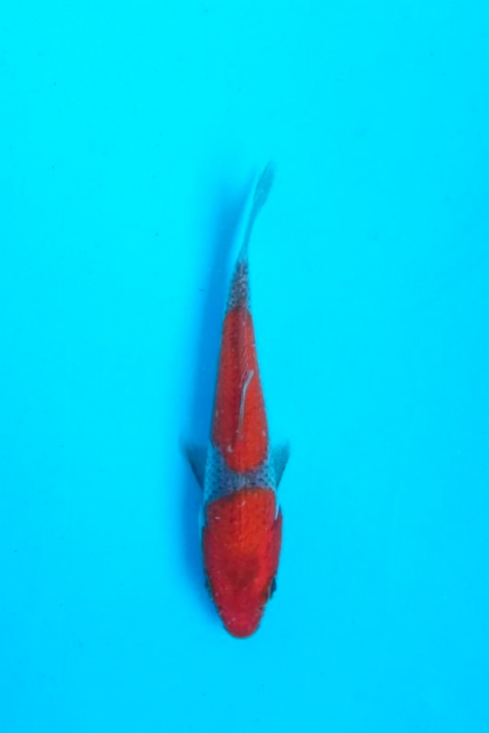 Juara 1
