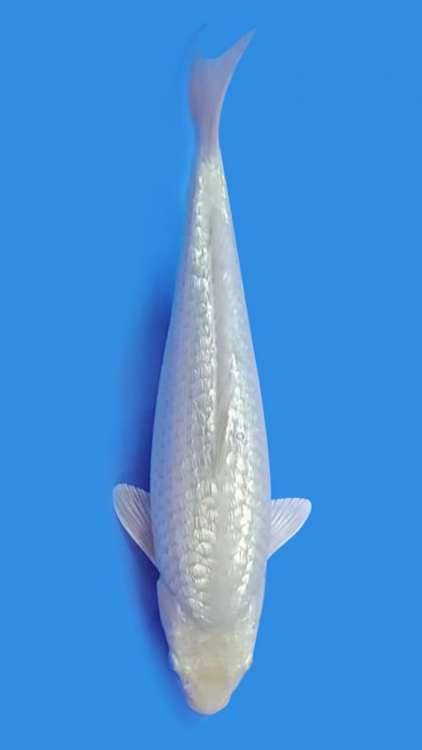 Best In Size E 31 - 35 cm