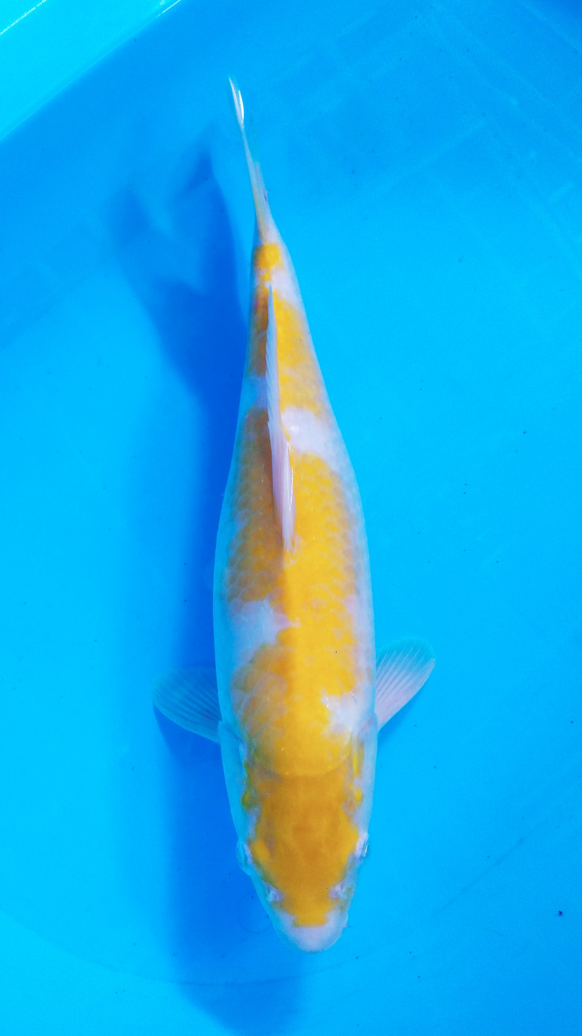 Juara 3