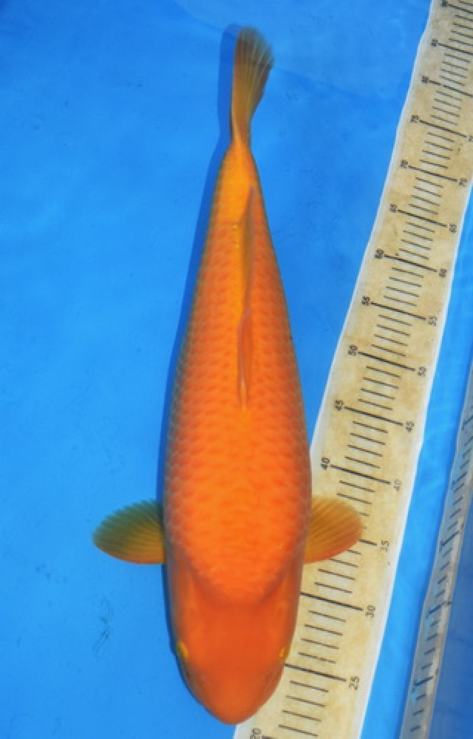 Best In Size E 51 - 55 cm