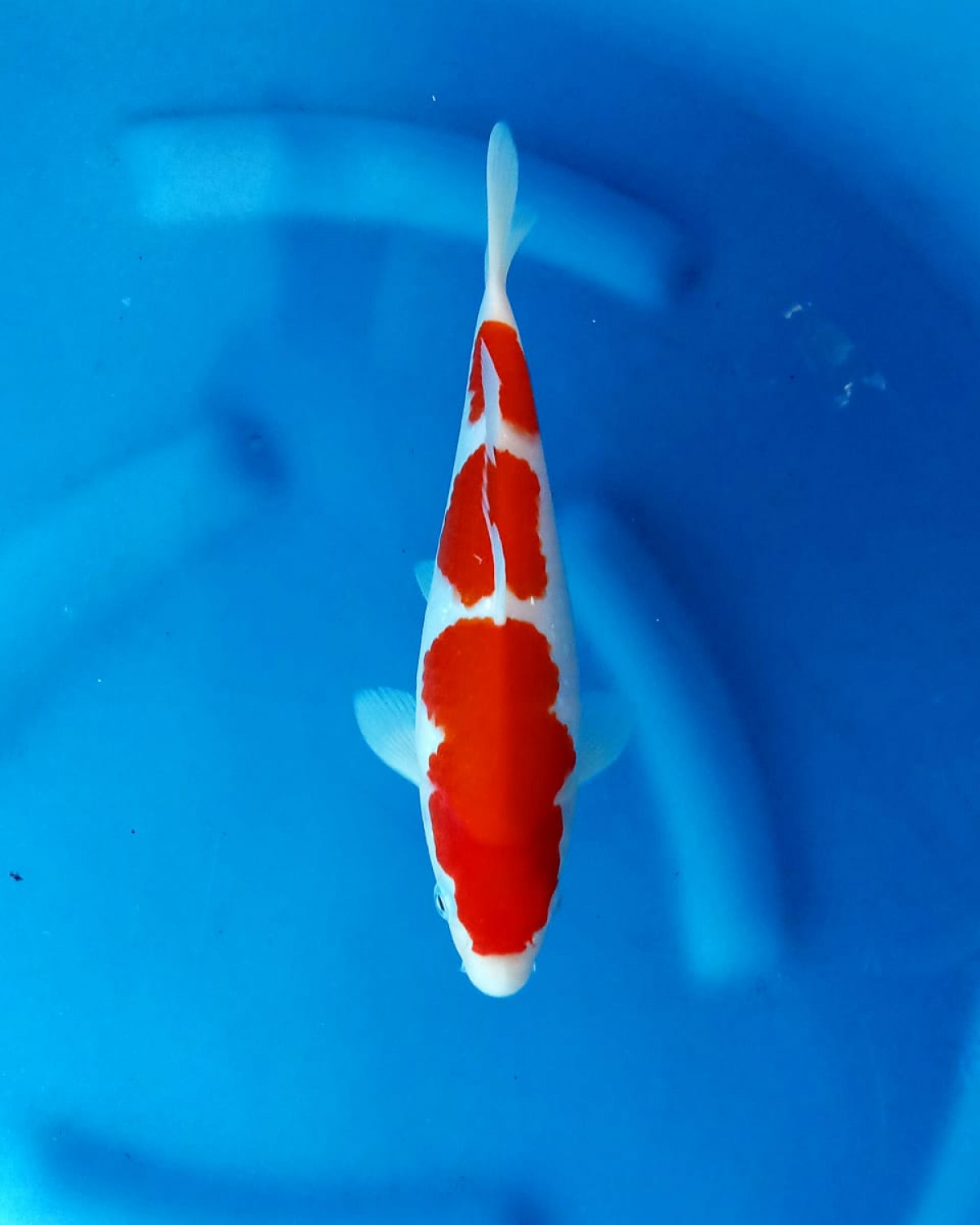 Juara 1