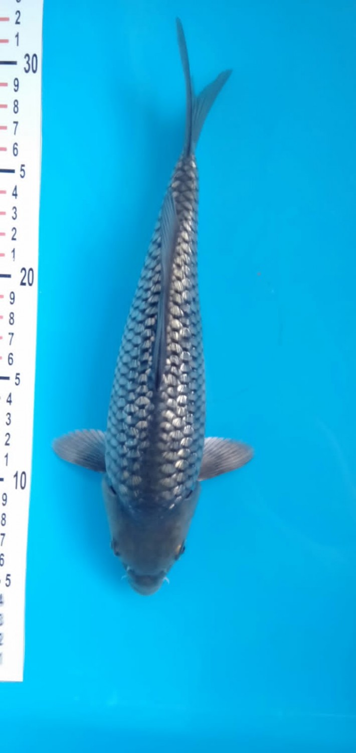 Best In Size E 21 - 25 cm