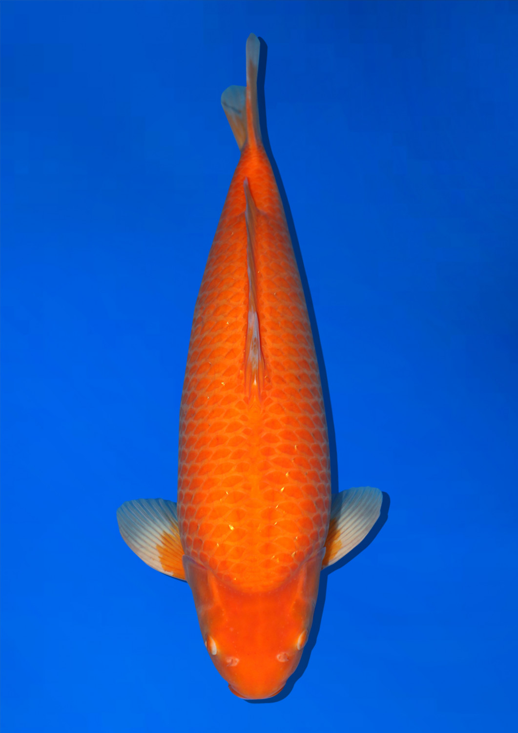 Juara 1