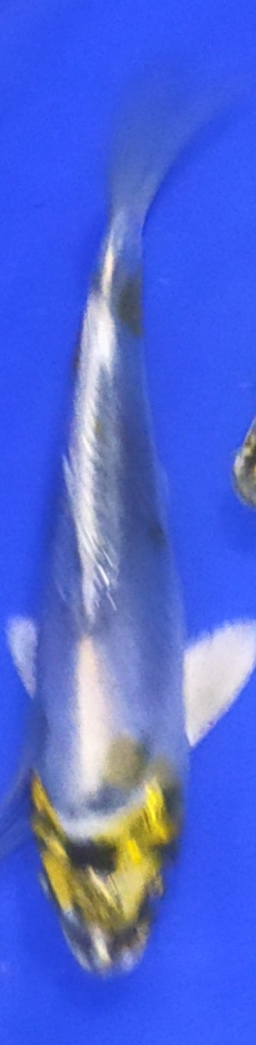 Juara 2