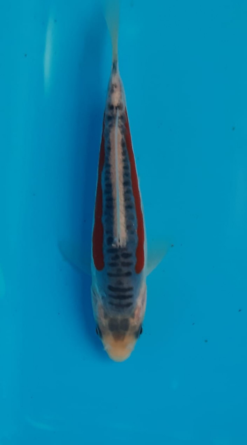 Best In Size D Up 10 Cm