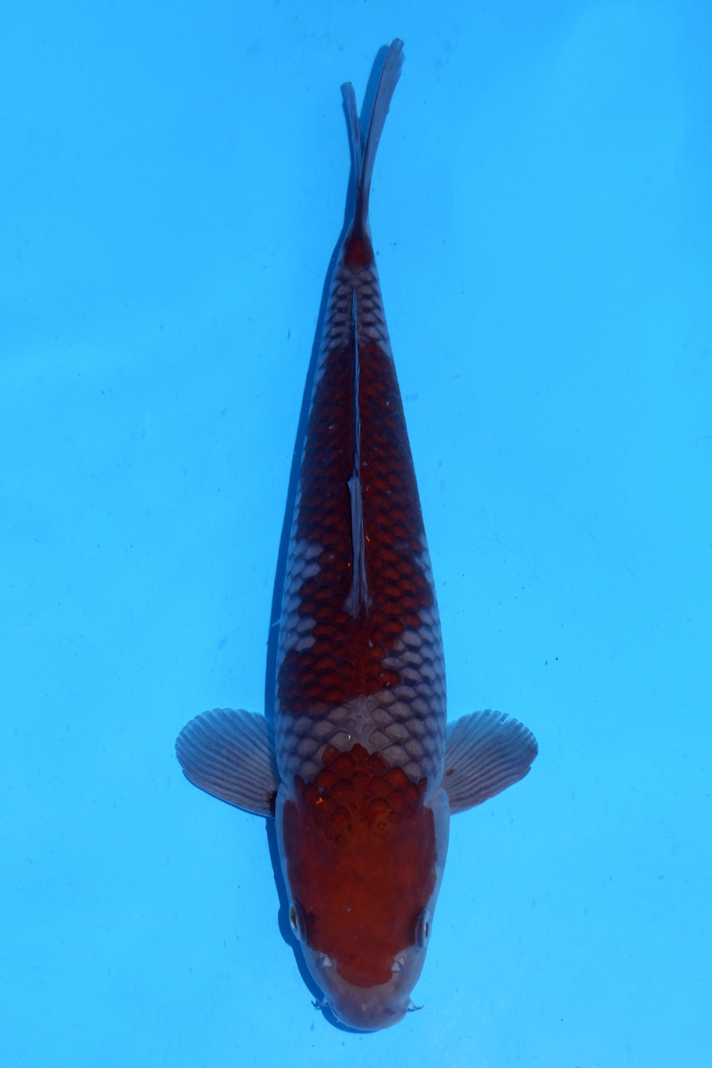 Juara 1