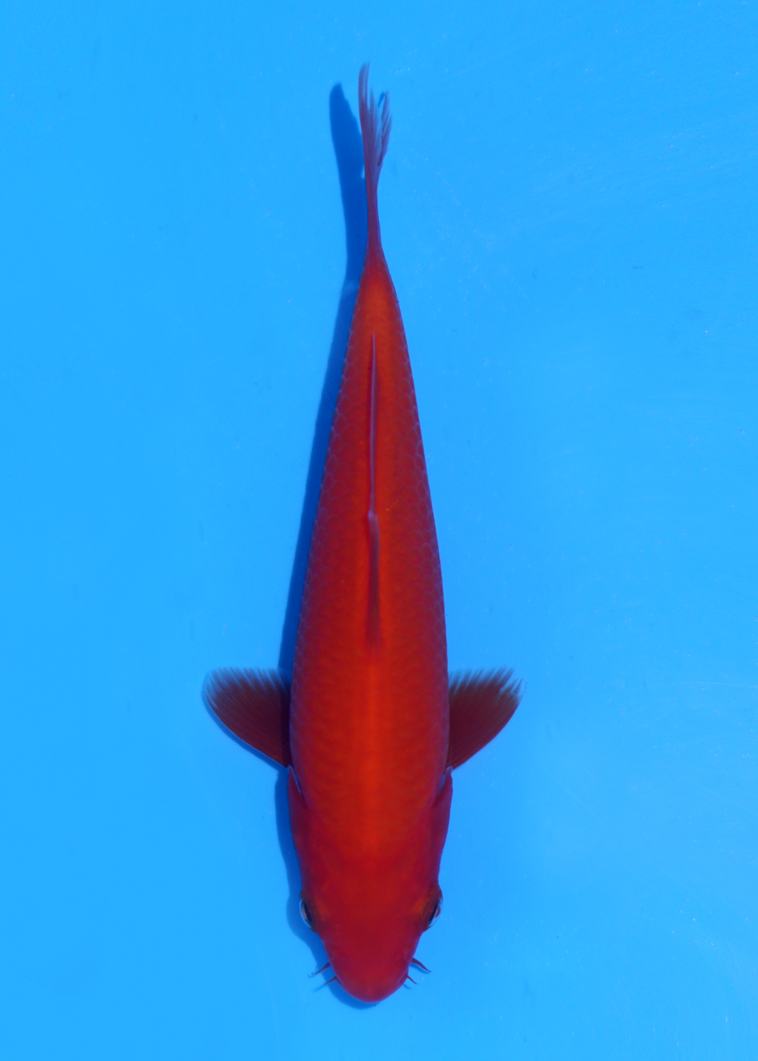 Juara 2