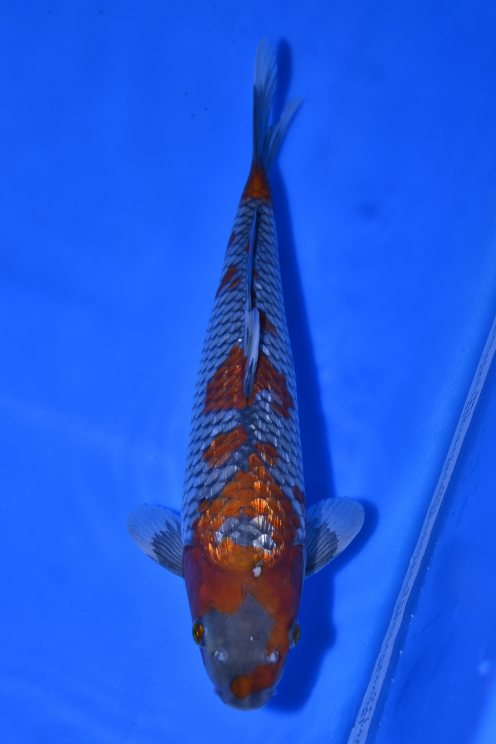 Juara 4