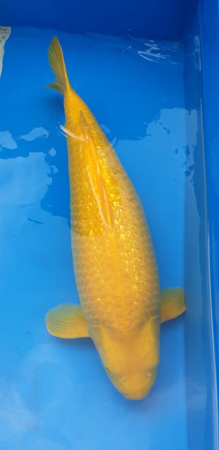 Juara 2