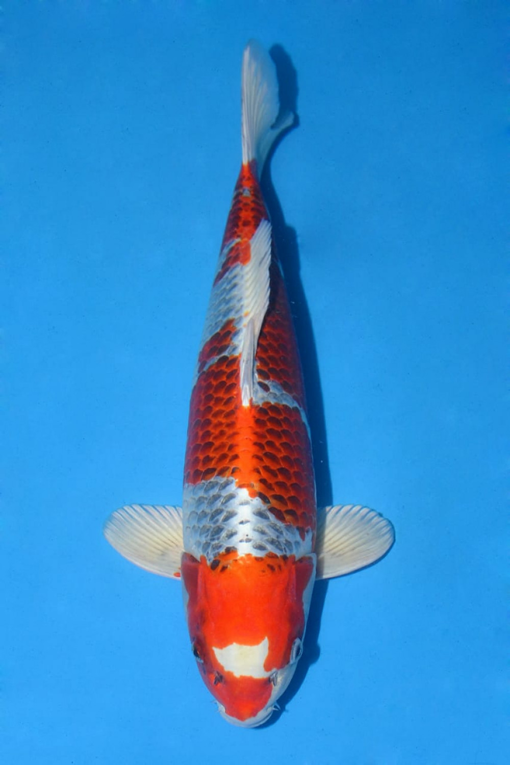 Juara 2