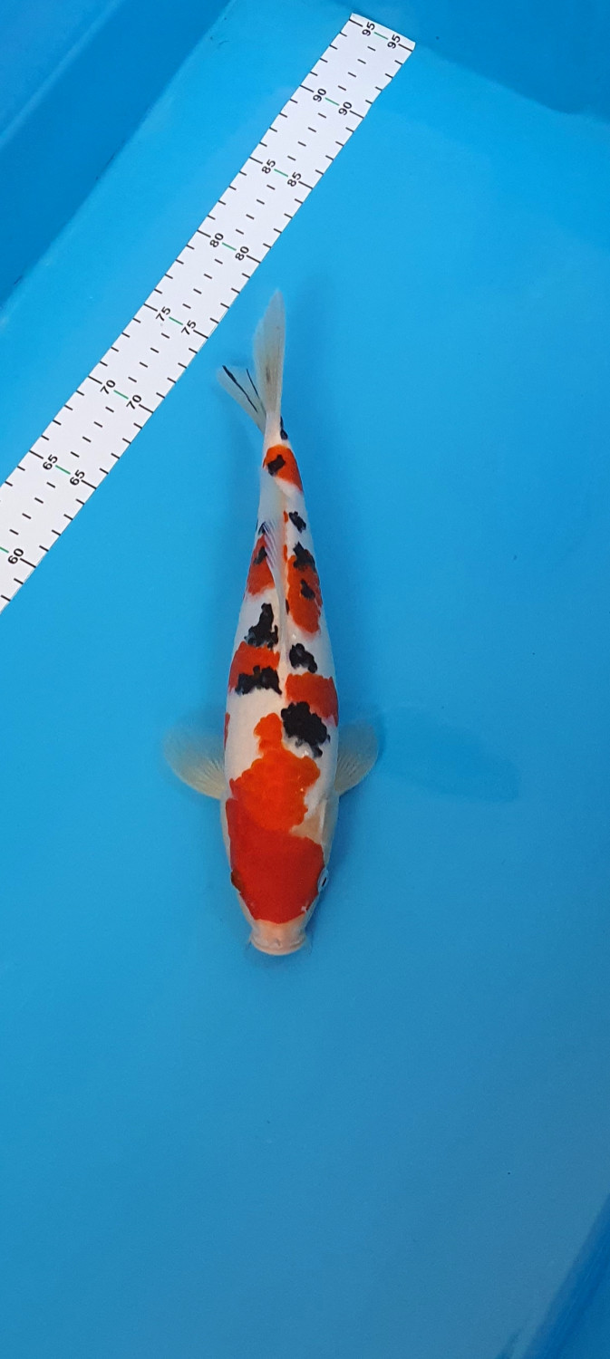 Best In Size A 26 - 30 cm