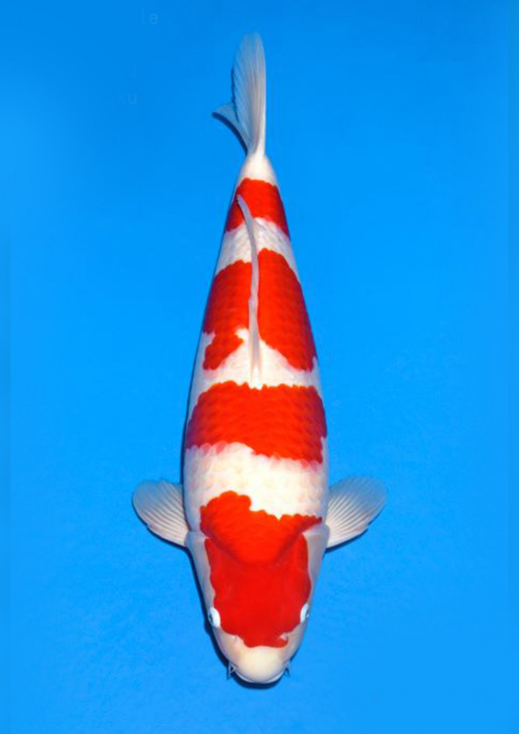 Best In Size A 51 - 55 cm