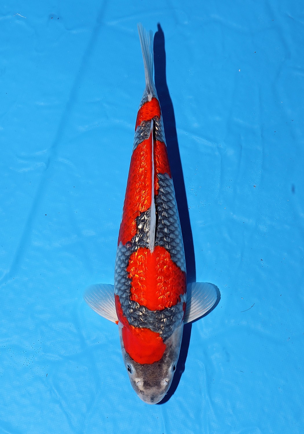 Best In Size C 51-55 Cm