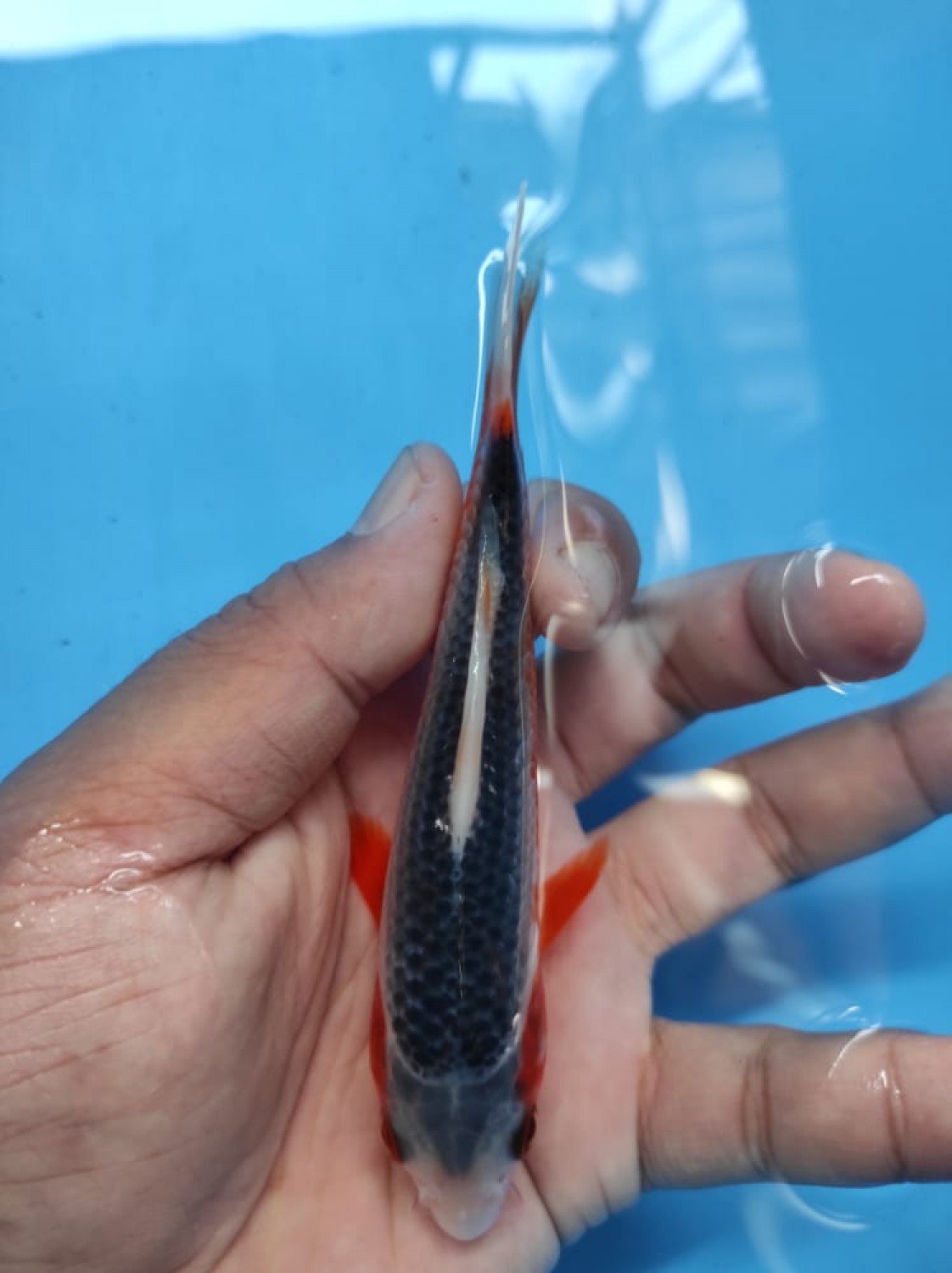 Juara 5