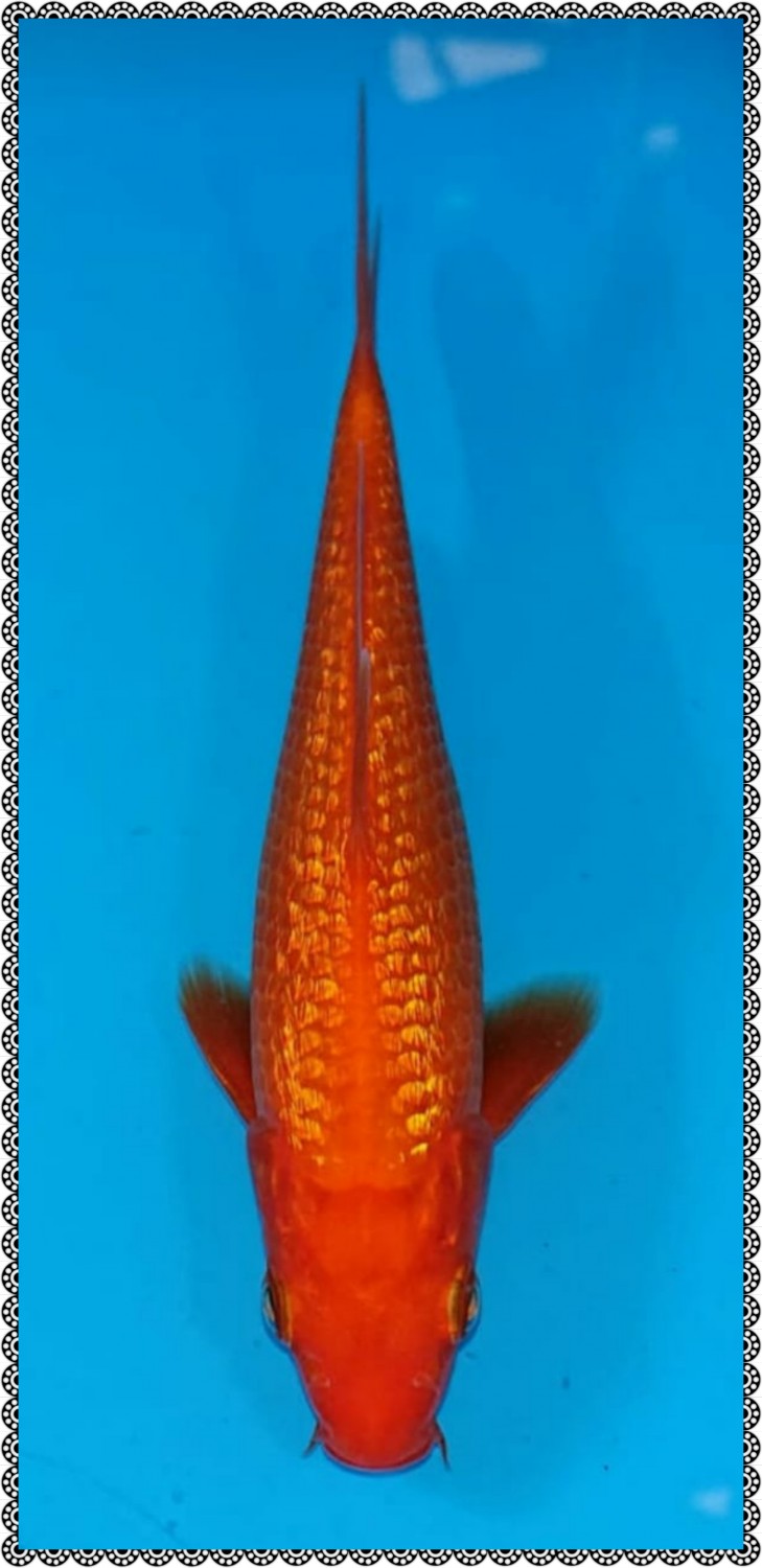 Juara 1