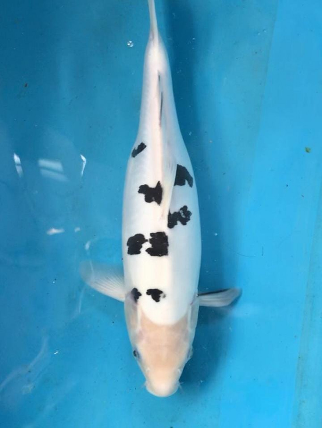Juara 5