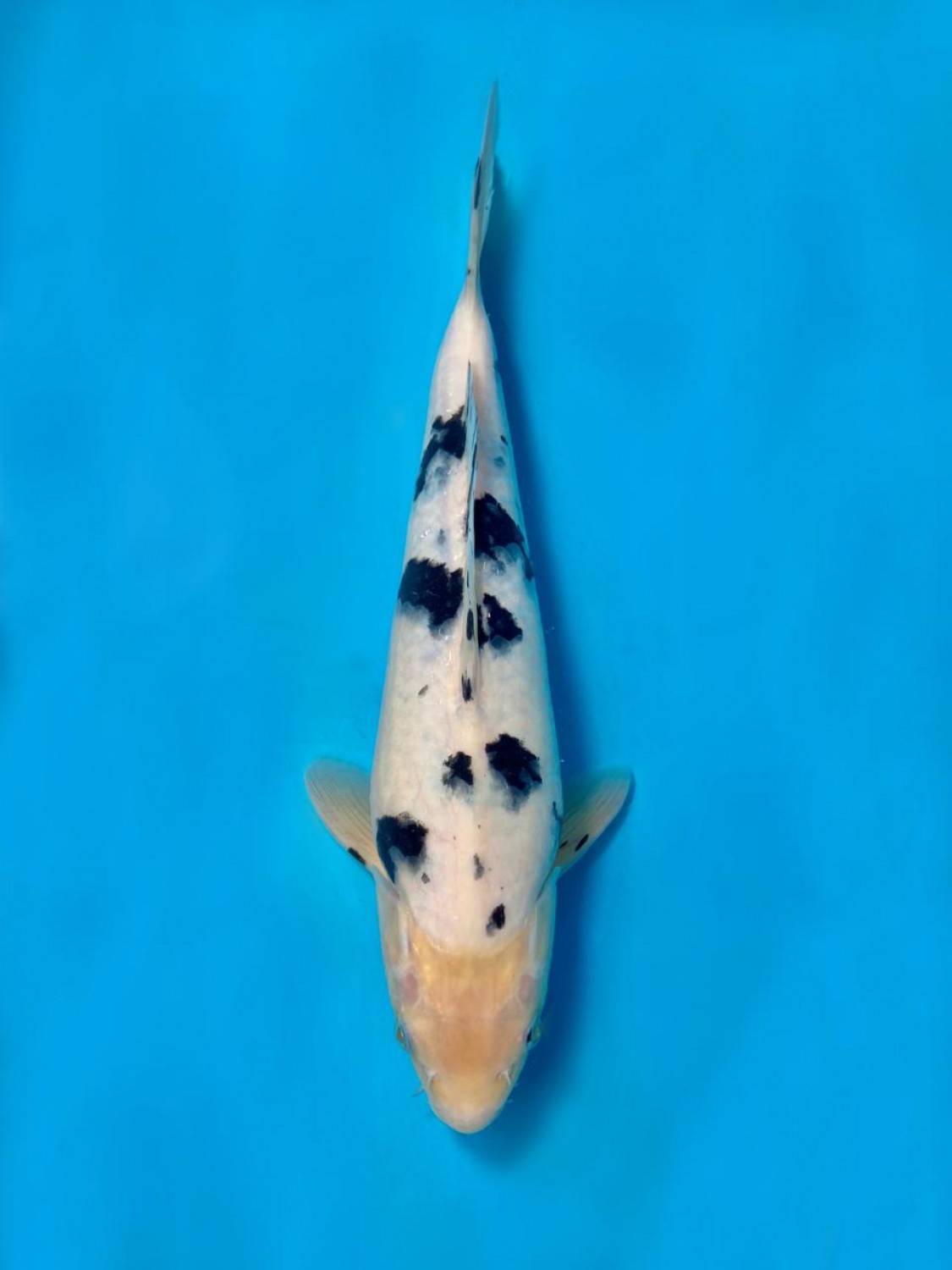 Juara 5