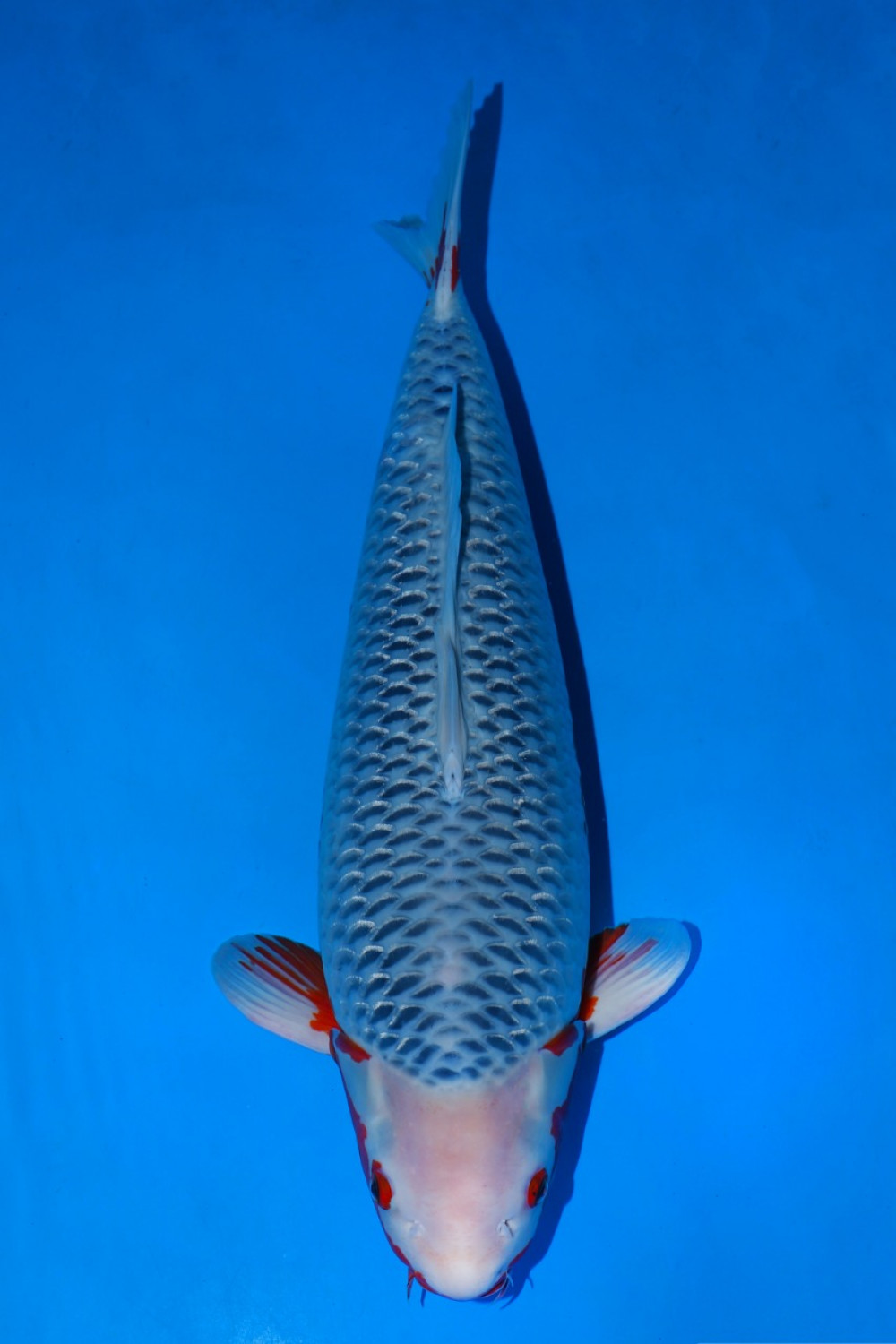 Juara 1