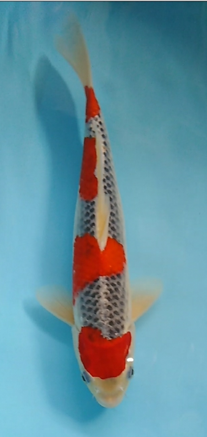 Juara 1