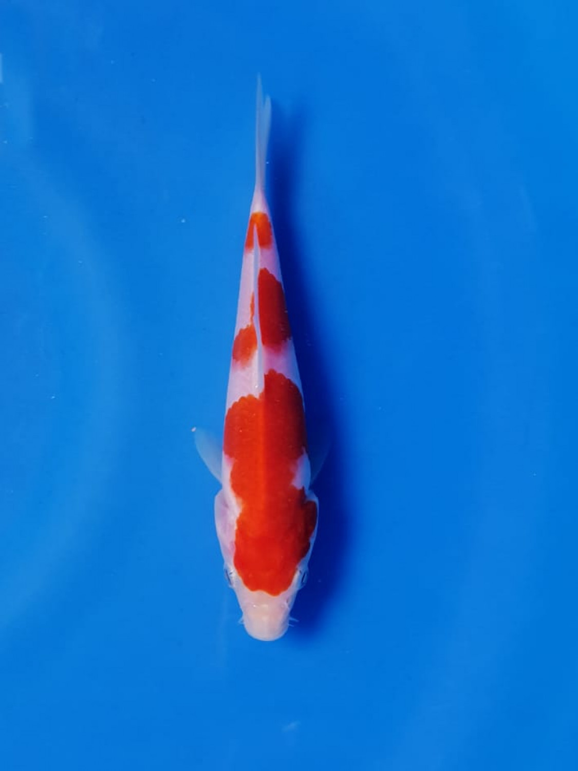 Juara 5