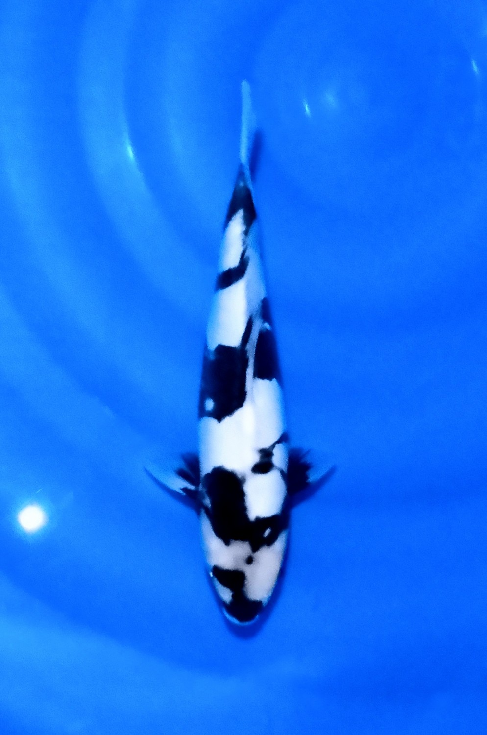 Juara 4