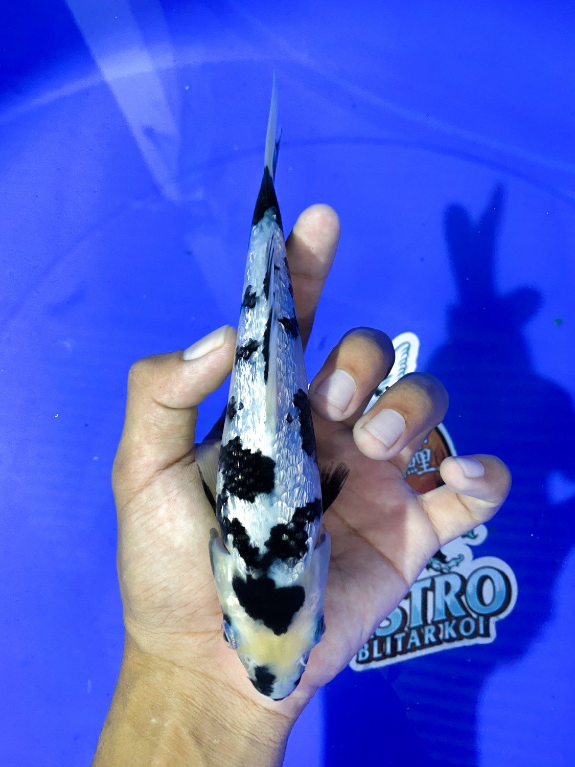 Juara 3