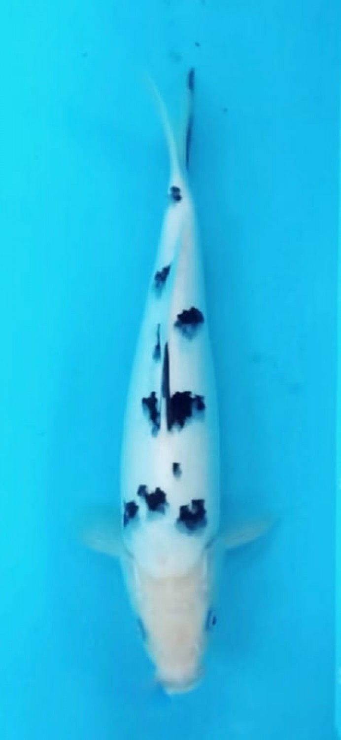 Juara 1