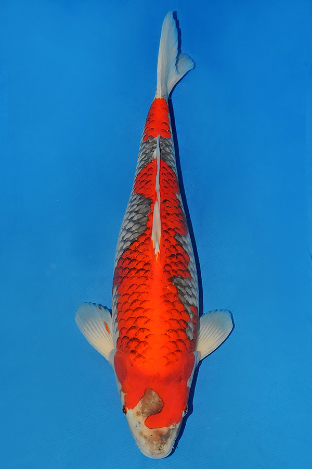 Juara 1