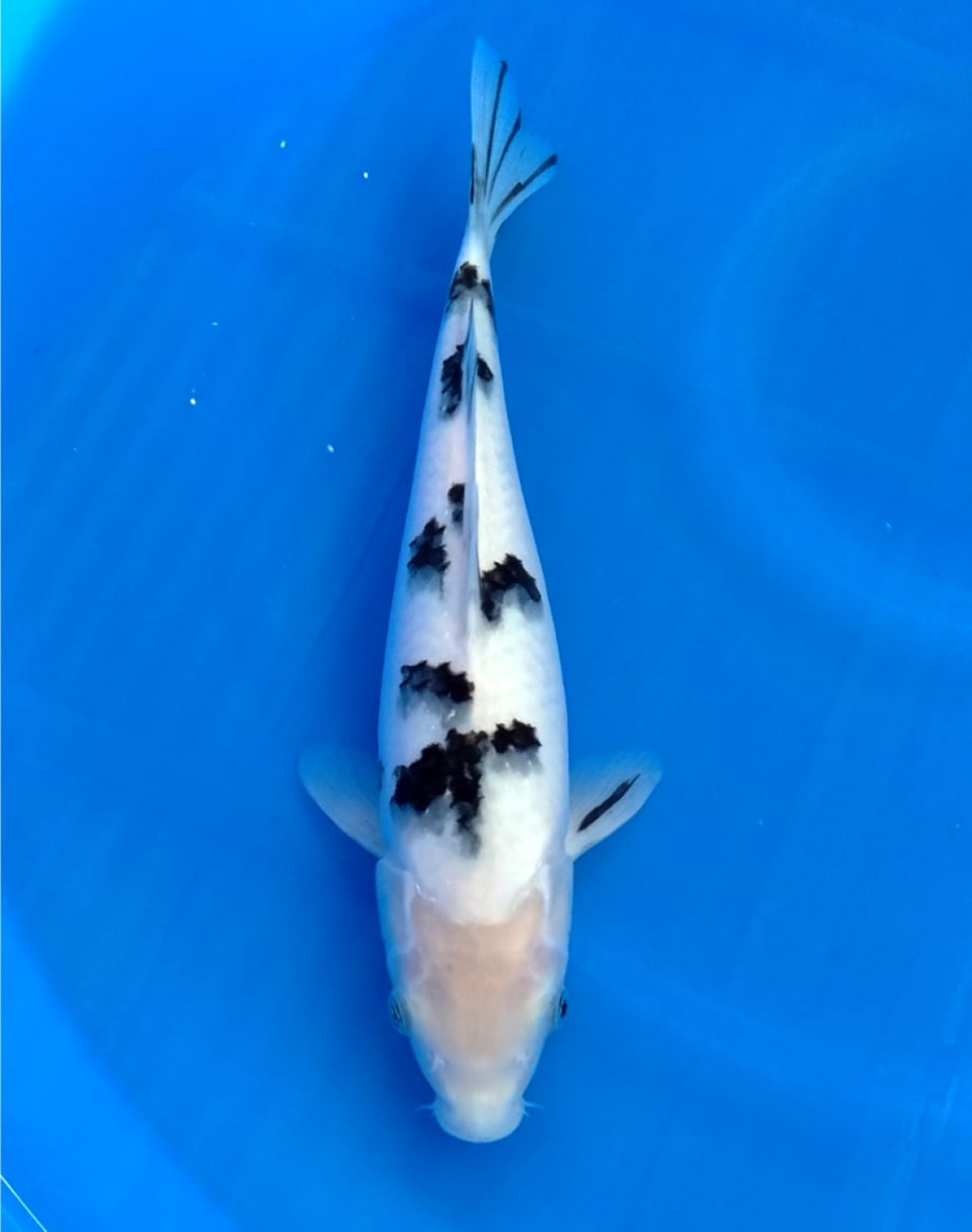 Juara 1