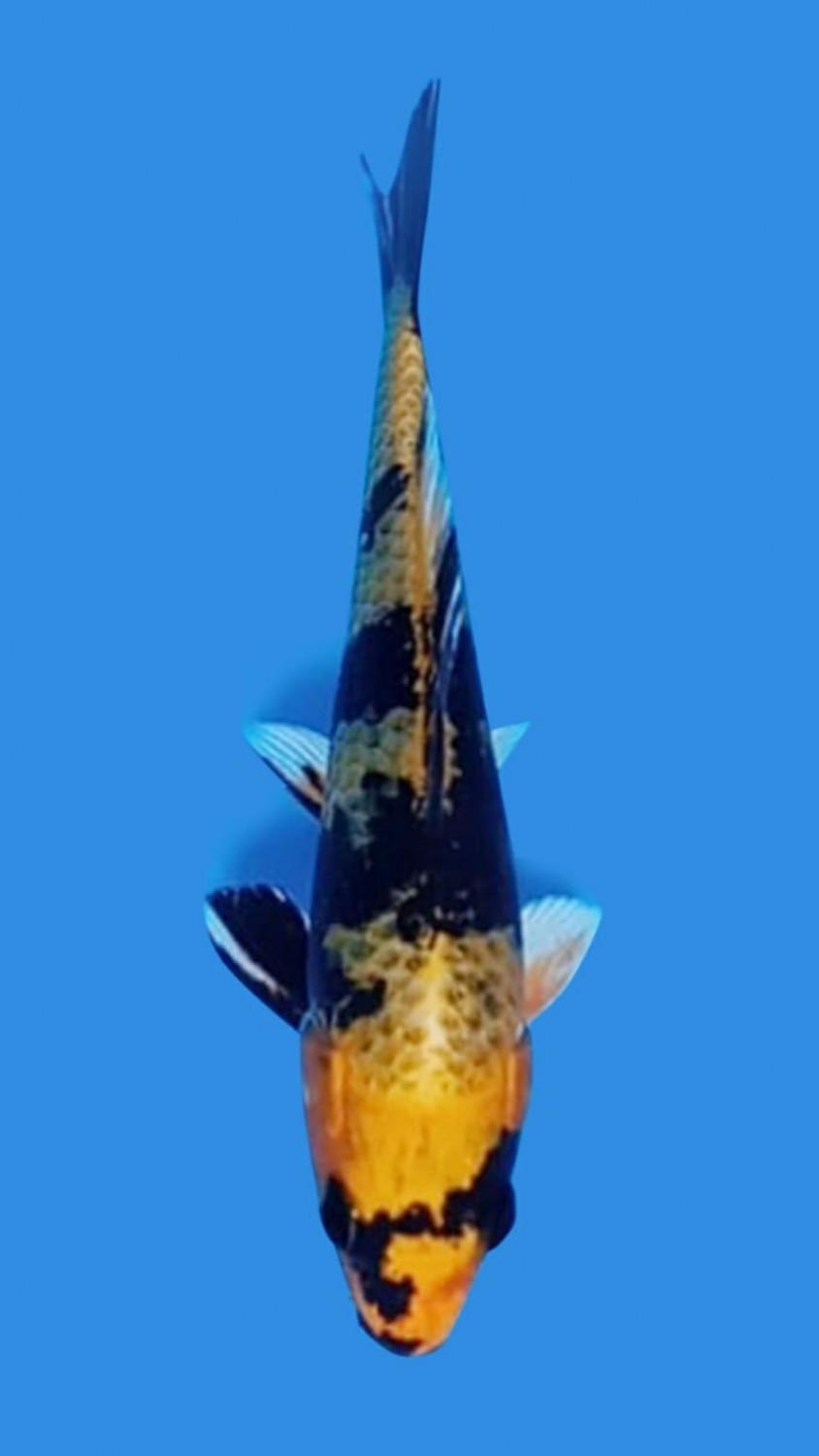 Juara 3