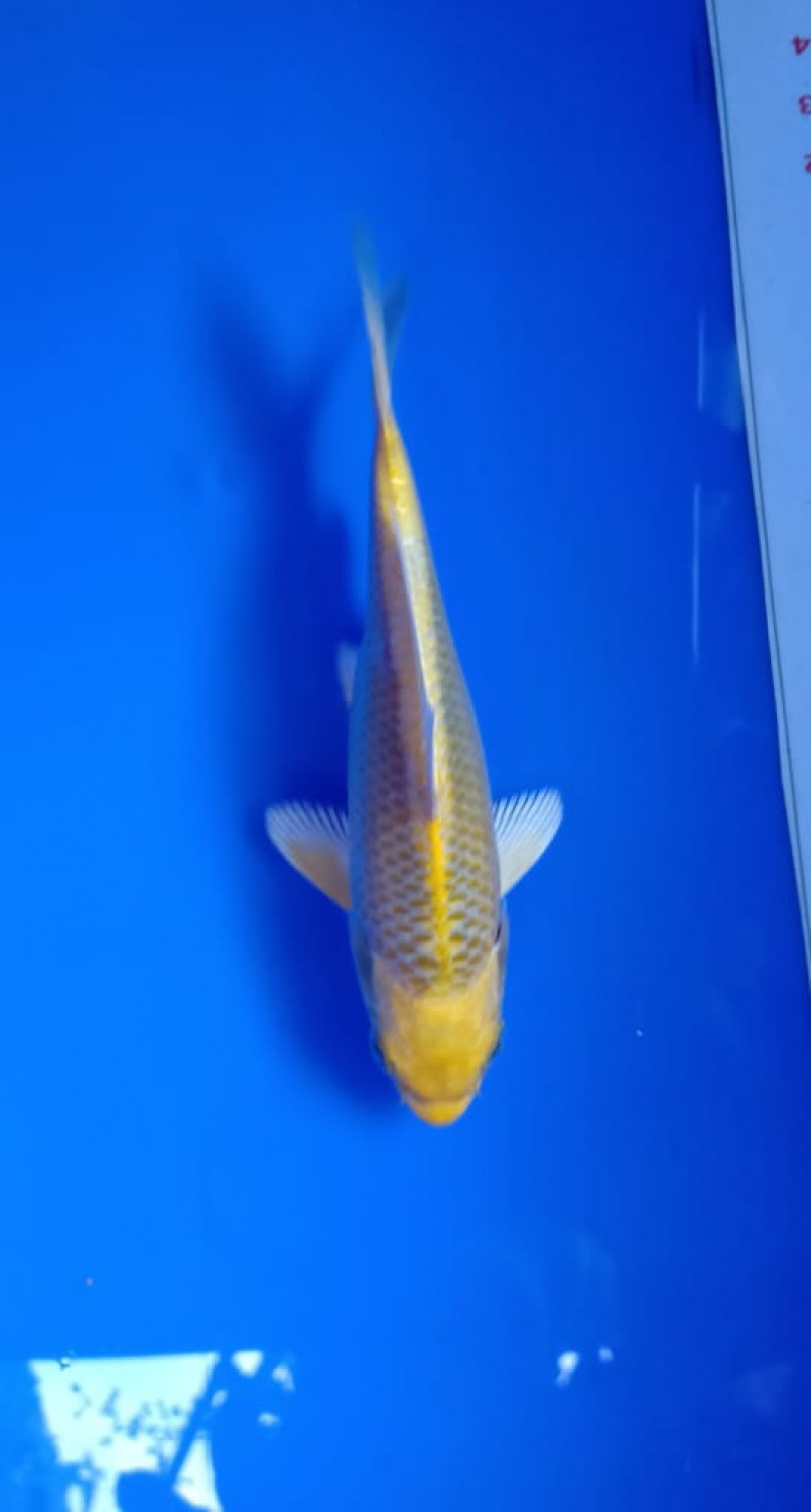 Juara 4
