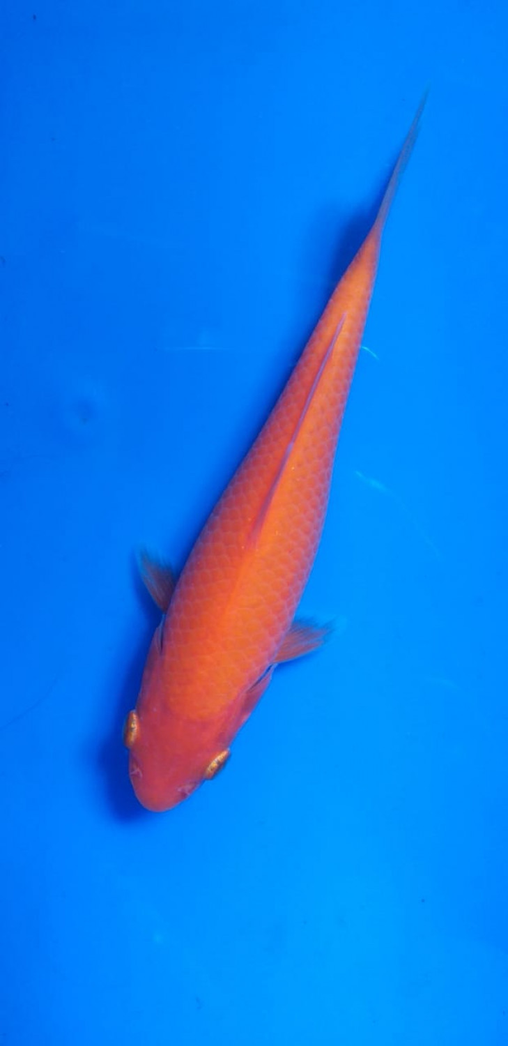 Juara 4