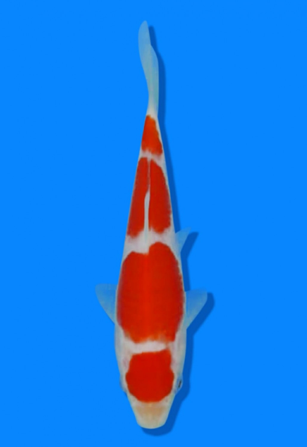 Juara 4