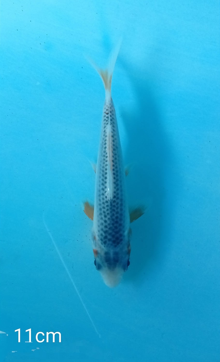 Juara 1